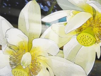 Water Lily Photography Display Yavapai College